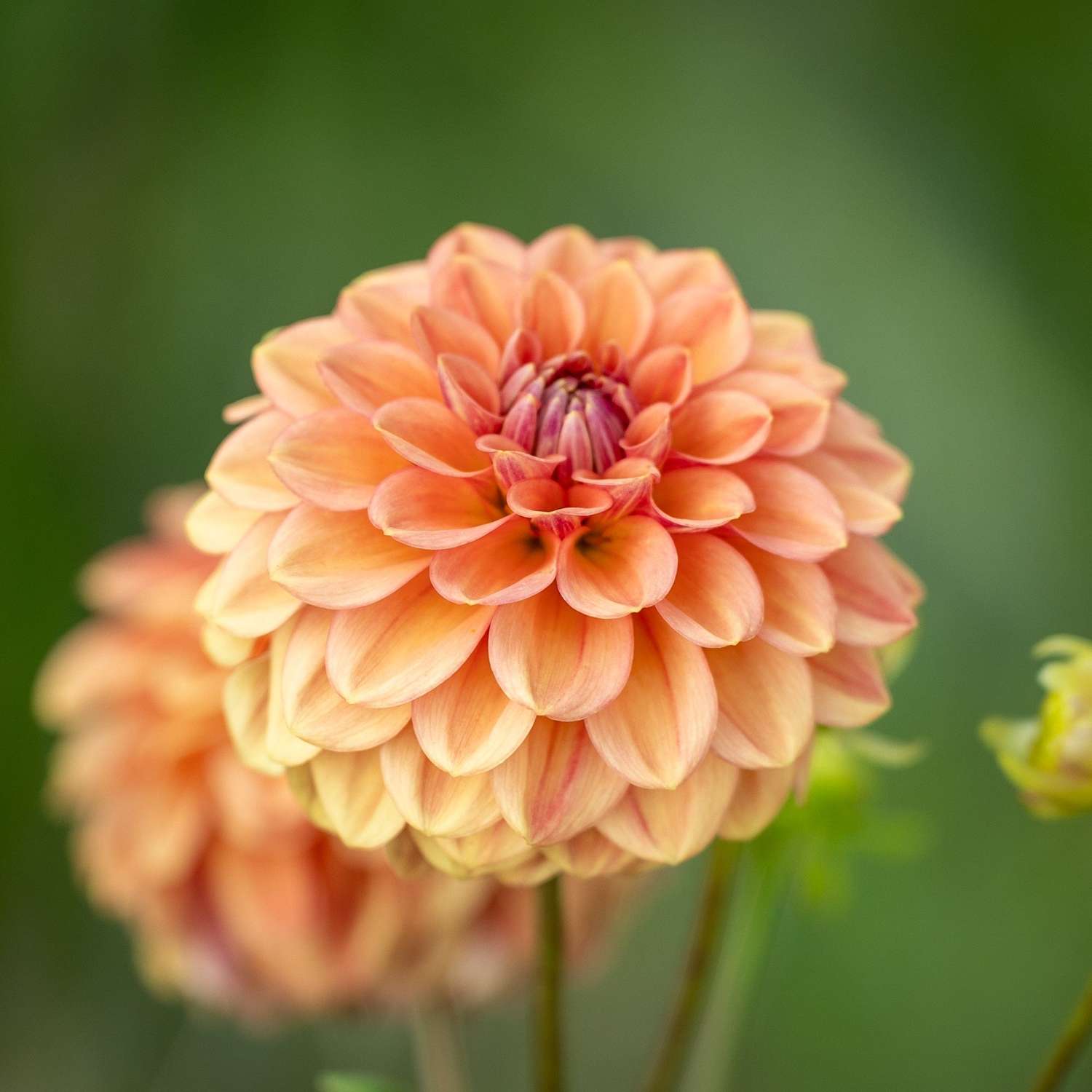 Dahlia 'Iced Tea'